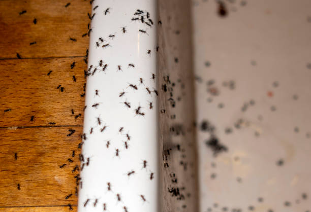 Best Wasp Removal Services  in La Cresta, CA