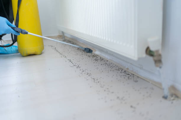Best Affordable Pest Control Services  in La Cresta, CA
